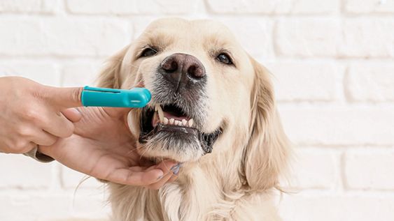 Tu mascota puede aceptar el cepillado de dientes sin esfuerzo.