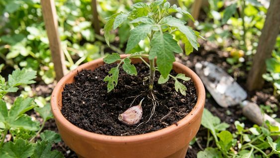 El truco para evitar usar pesticidas.&nbsp;