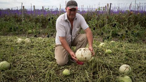 Miguel López muestra el daño que hizo la piedra helada en sus melones en Fray Luis Beltrán. | Foto: Ignacio Blanco / Los Andes