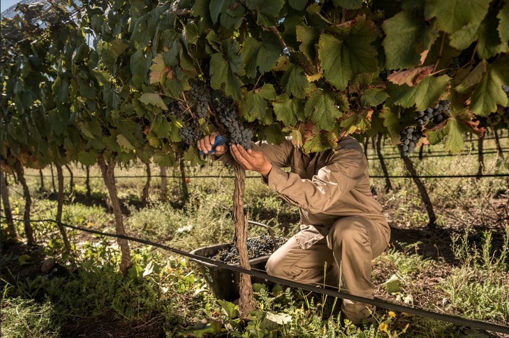 Viñedo vitivinicultura