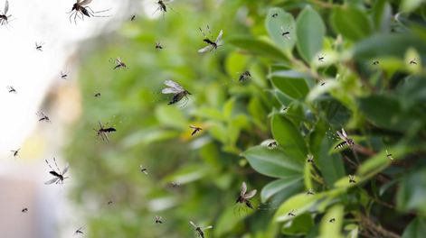 Ideal para ahuyentar insectos: el truco de reciclaje que está de moda y es furor en todos los hogares