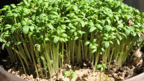 El berro de agua combina sencillez para cultivarlo en casa y además aporta un perfil nutricional saludable difícil de igualar.