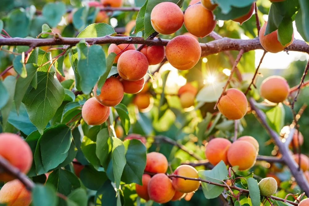 La fruta con alto contenido de betacarotenos, potasio y antioxidantes