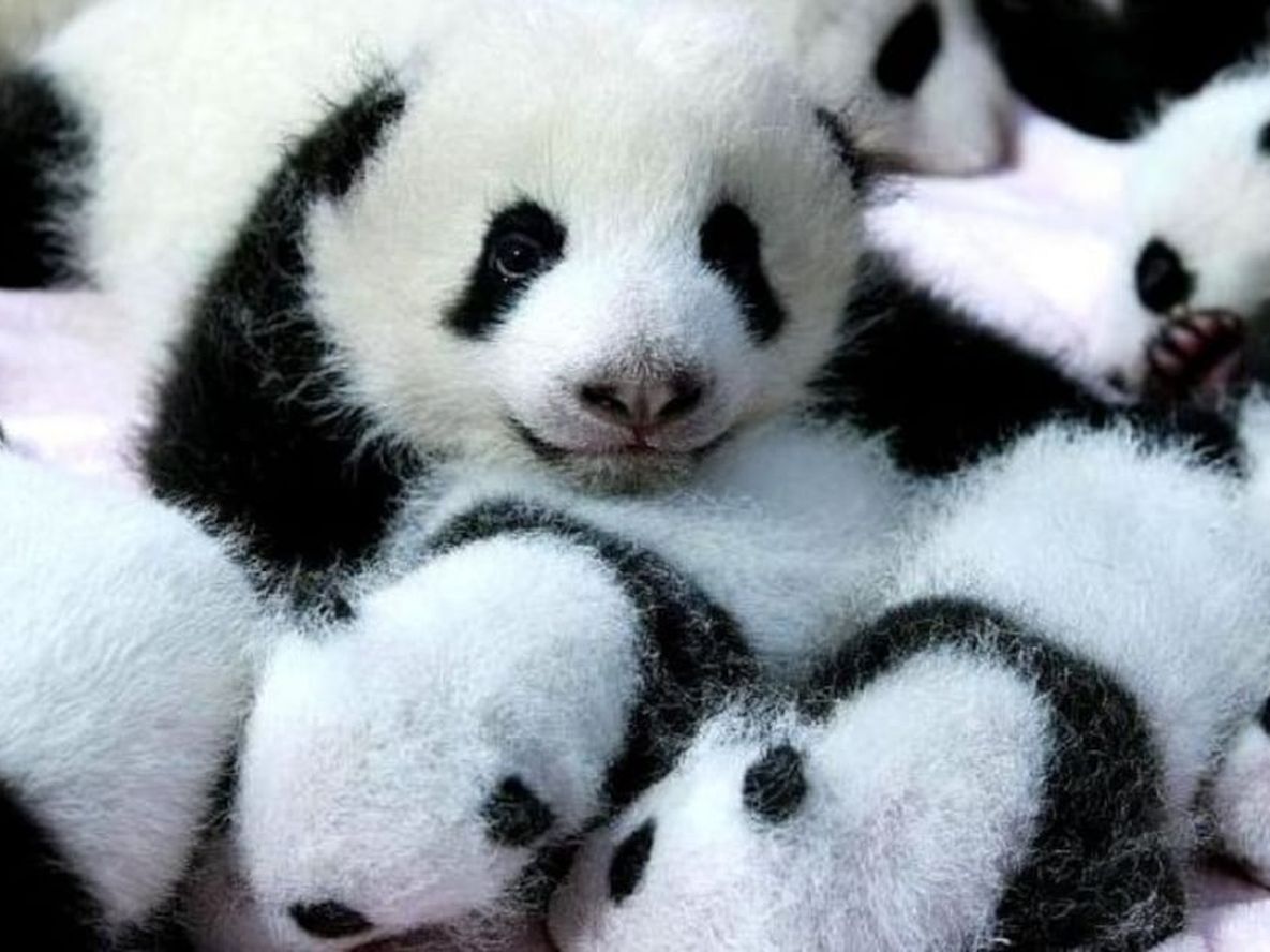 Los osos pandas gigantes, han alcanzado los 1.800 ejemplares en la naturaleza, cifra que alcanza para remover al animal de la clasificación “en extinción” dentro de China.
