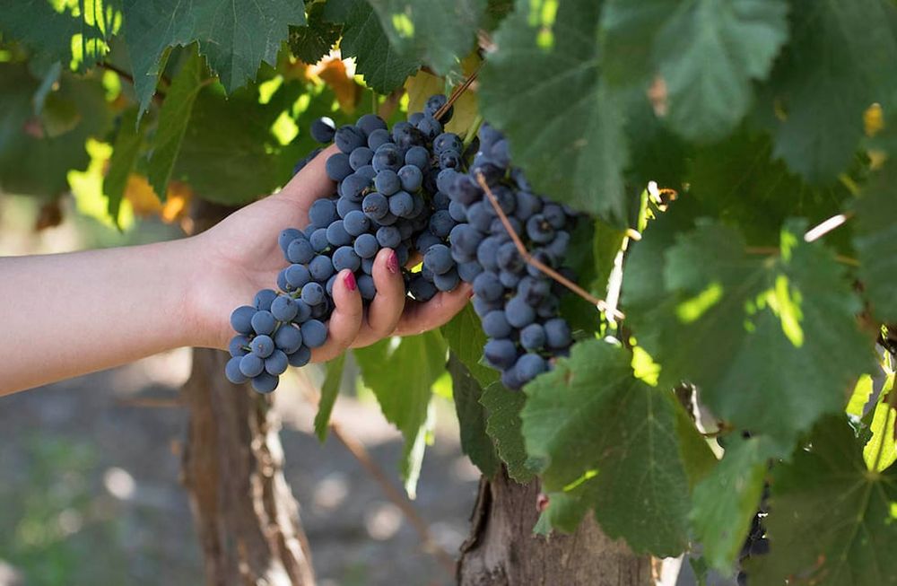 Los expertos advierten que la calidad del Bonarda varía sensiblemente de un viñedo a otro, dependiendo de las características del terruño. / Foto: Ignacio Blanco