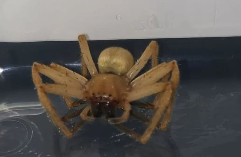 Las imágenes se volvieron virales y otro usuario de la red social le informó que se trataba de un ejemplar de araña errante brasileña