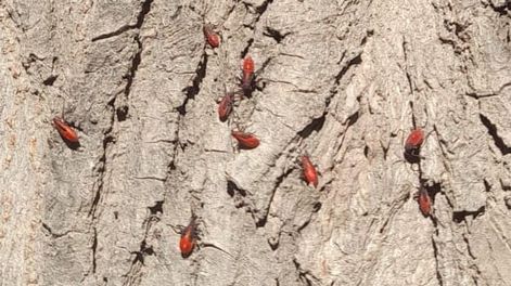 En el Este de Mendoza la plaga de la chinche del arce parece menos activa en otoño pero solo espera el calor de la primavera. (Enrique Pfaab - Los Andes)