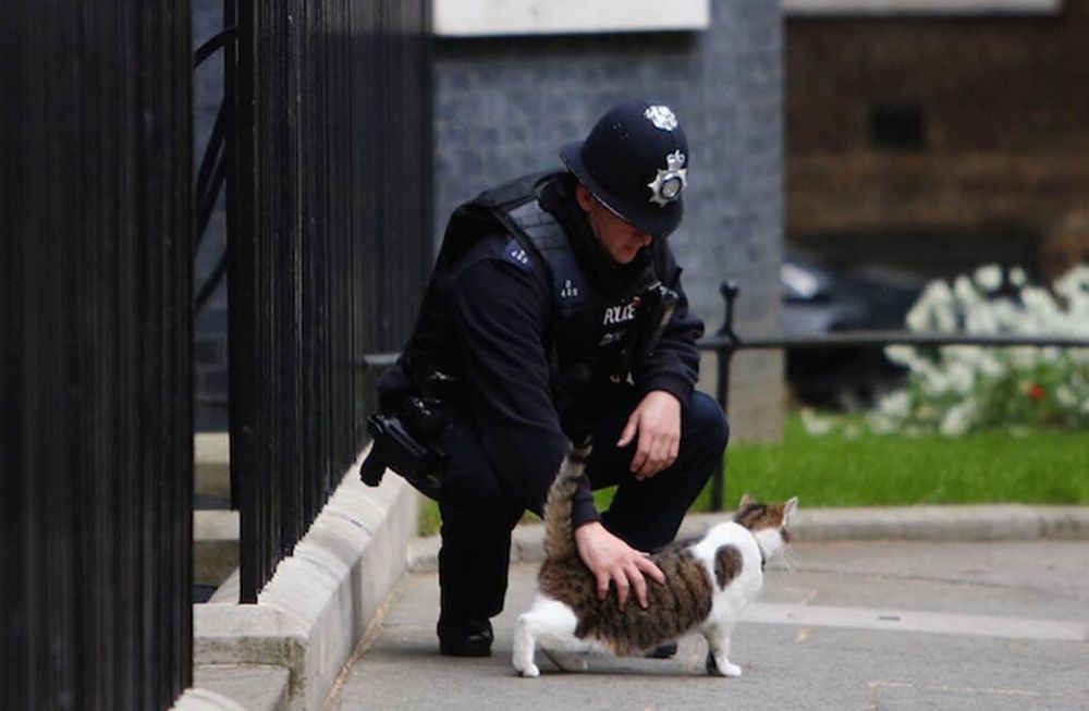 El asesino en serie de gatos en Londres resultó ser el que menos esperaban