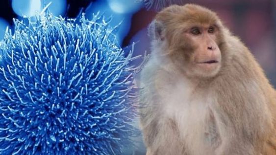 En los seres humanos, los síntomas de la viruela de mono son similares a los síntomas de la viruela, aunque algo más leves. Foto: Web / Los Andes