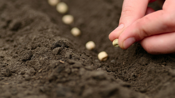 19 semillas que debes sembrar desde ahora para que esten listas en abril, segun los jardineros