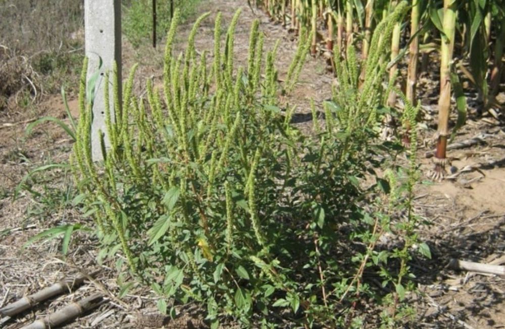 Cómo se puede abordar la resistencia de las malezas a los herbicidas