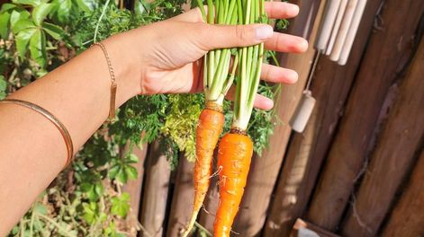 Cómo aprender a armar una huerta para esta primavera-verano