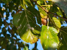 continua la pulverizacion de moreras para combatir la cochinilla harinosa continua la pulverizacion de moreras para combatir la cochinilla harinosa
