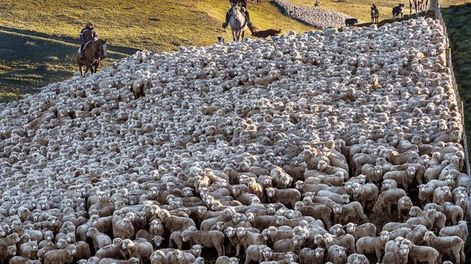 El grupo Benetton controlará el 70% de la producción de carne ovina.