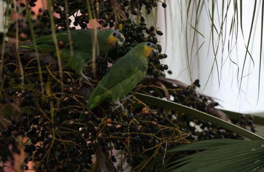 Llevaron un loro argentino a la casa y se contagiaron de psitacosis - Foto EFE