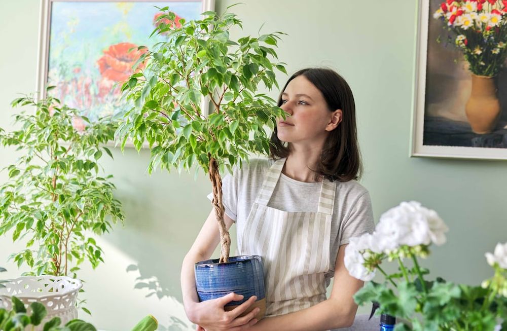 Desde los años 70,se sabe que existe un grupo de plantas de interior –Arecas, Spatifilum, Ficus, Lazo de amor, Palmera Raffi, azaleas de interior, Diefembaquias, gomeros y la mayoría de los cactus– capaces de absorber los gases tóxicos y los compuestos orgánicos volátiles e irritantes. Foto: 123RF FOTOS 123RF