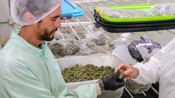 CONICET investiga el potencial del cannabis medicinal en tratamientos contra el cáncer