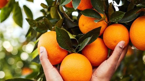 Los Andes | Limpieza de energías: como eliminar malas vibras de tu hogar con solo una naranja.