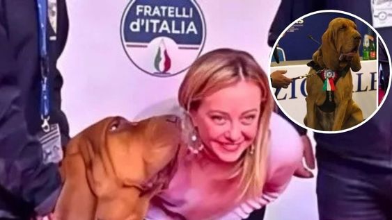 La diputada de Italia, Michela Vittoria Brambilla, compartió la imagen en redes y pidió justicia: “Su muerte fue dolorosa e inhumana”.