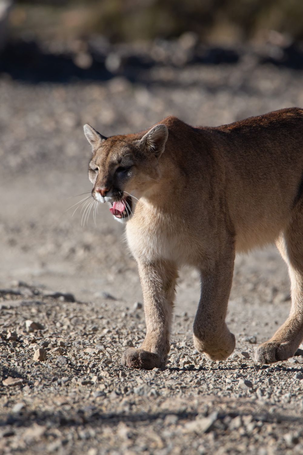 Puma interacting with camera equipment
