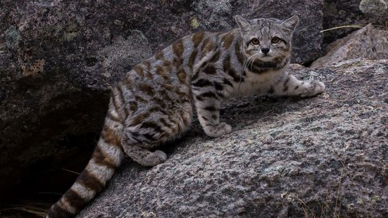 “El fantasma de los Andes”: filmaron a un ejemplar del misterioso gato andino en Uspallata. Foto: Imagen ilustrativa Gentileza: Juan Reppucci - AGA