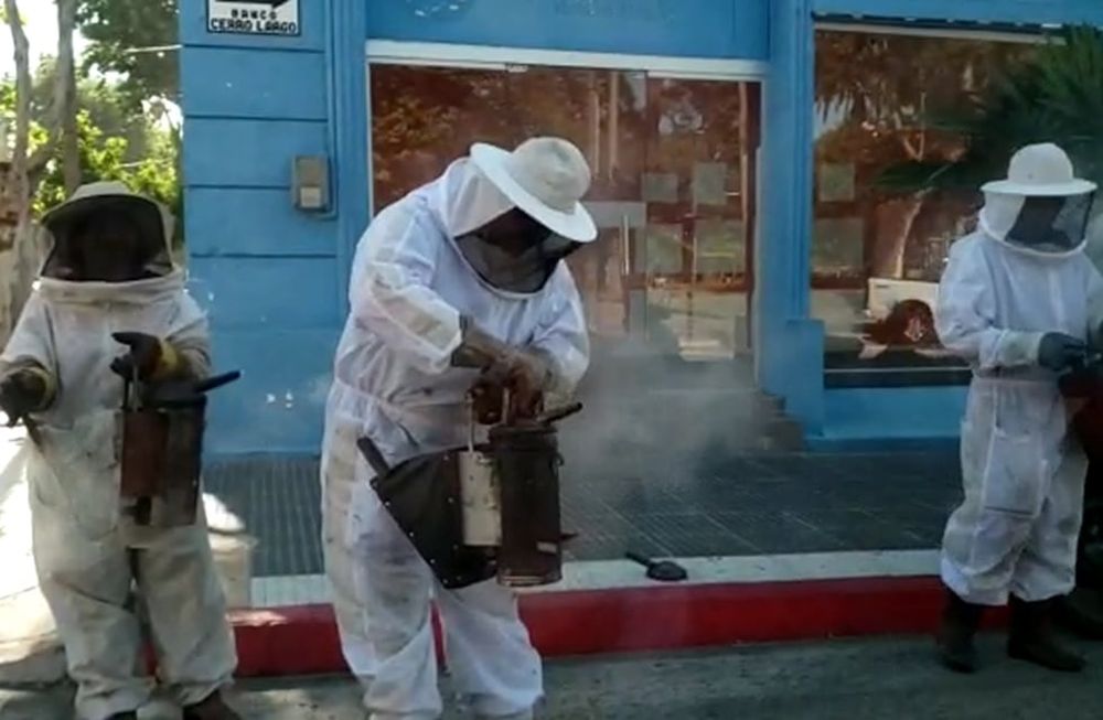Dos hombres llegaron hasta el domicilio con trajes de apicultores y cajas con abejas, las cuales arrojaron contra los agentes para impedir el operativo. Imagen ilustrativa / archivo
