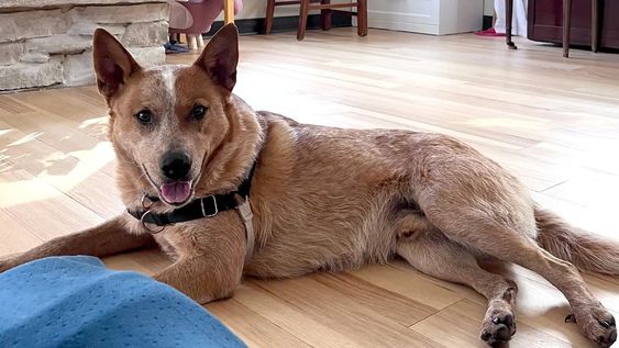 una mujer visita un refugio para conocer al perro que queria adoptar, pero otro animal hace que cambie de decision