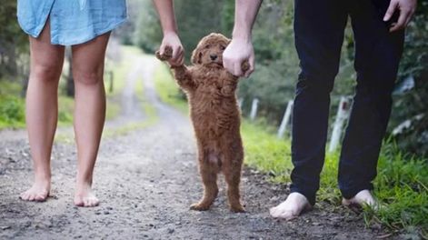 En el siglo XIX, muchos perros eran vistos como una amenaza; hoy son parte inseparable de nuestras familias. FOTO: Gentileza