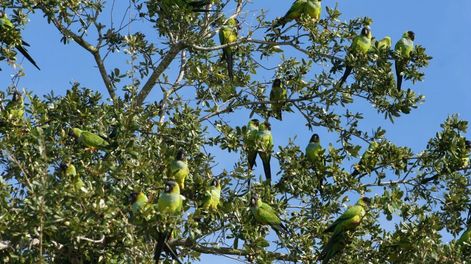 Día de la Primavera