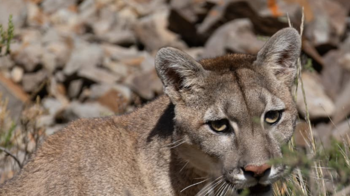Impactante video: una familia de pumas estuvo 