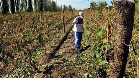 Hasta ahora, se ha adherido un 20% más de productores al fondo compensador agrícola que el año pasado. Foto: Los Andes
