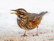 se advierte a los jardineros a dejar dos frutas en el cesped y en las mesas para pajaros en septiembre