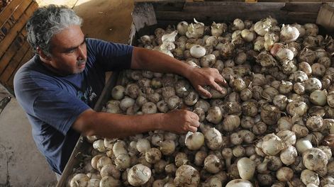 La situación con el mercado de Brasil, está complicando seriamente las expectativas en el mercado local. Muchos aseguran que hay que aguardar y no apresurarse. / Foto: José Gutiérrez