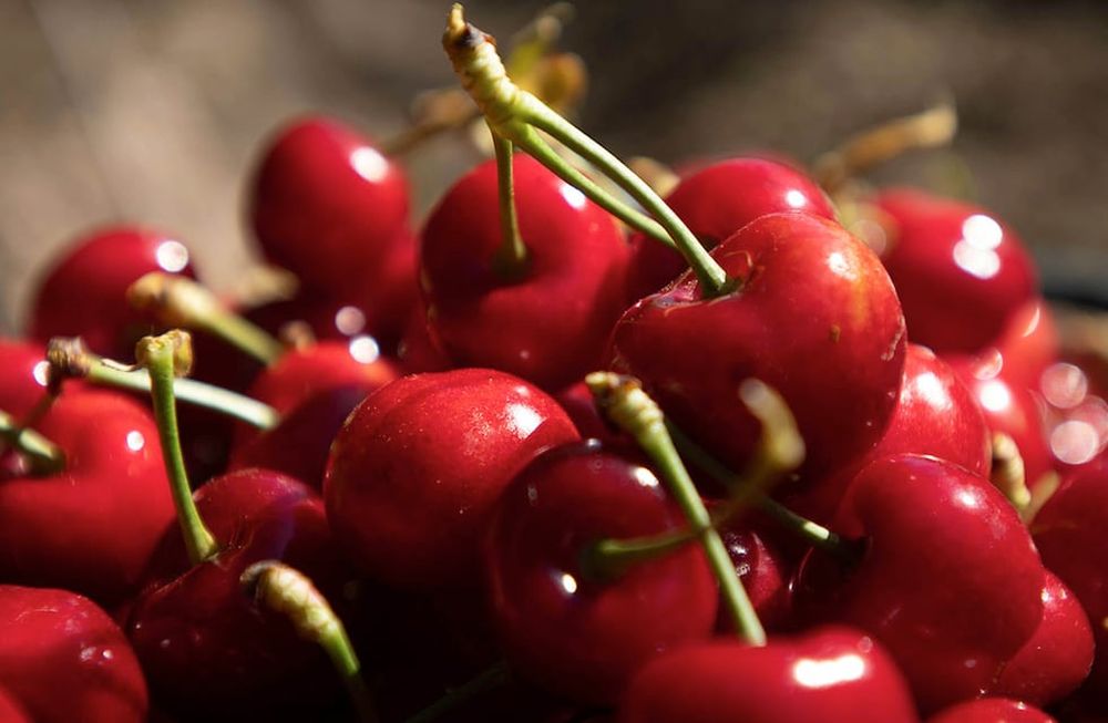 La mejora en el calibre y calidad de las cerezas promete un aumento en las exportaciones, consolidando la importancia de este fruto en el mercado. / Foto: Ignacio Blanco / Los Andes