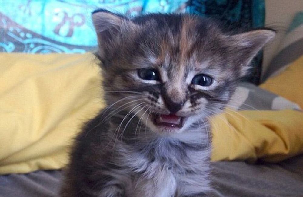 Insólito: un pueblo de Nueva Zelanda quiere prohibir los gatos