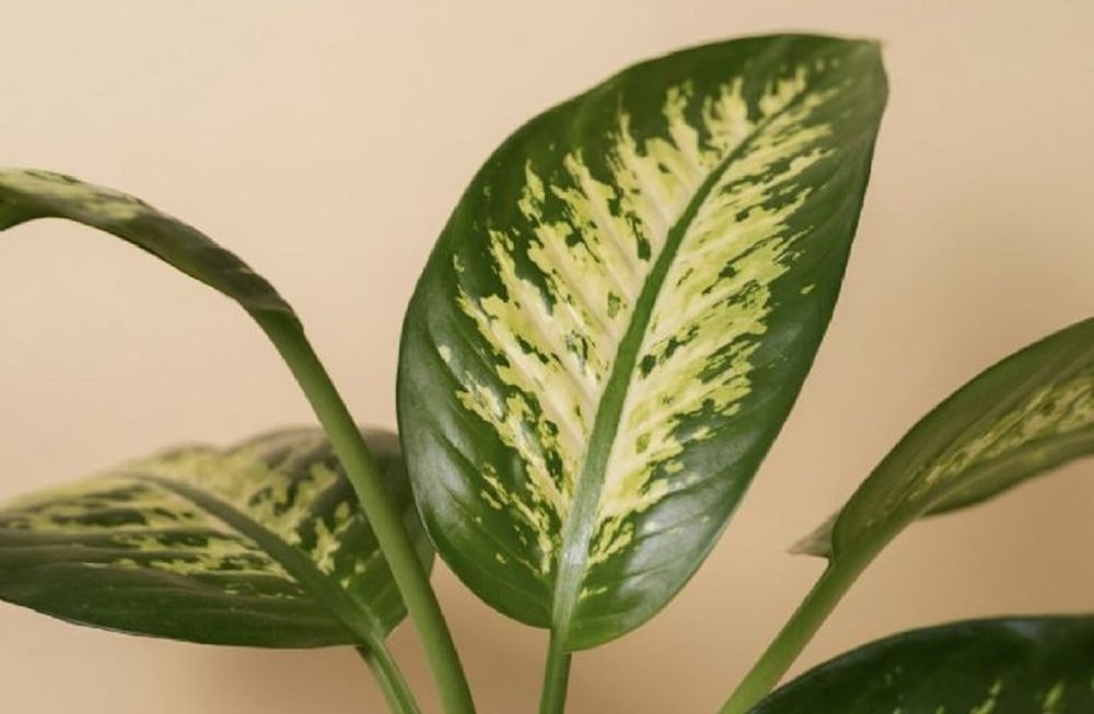 Usado bicarbonato podrás salvar tus plantas.