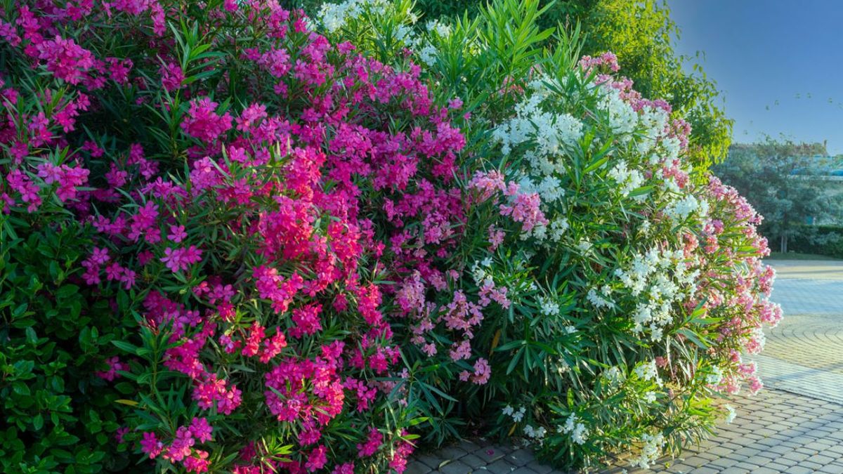 La planta que sirve como cerco perimetral: evita insectos y sus flores crecen en verano