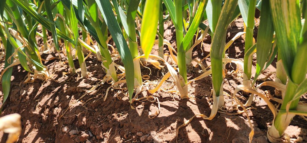 El año pasado aumentó la superficie cultivada un 4% en toda la provincia, principalmente en el Valle de Uco.