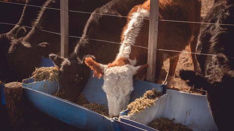 Los Andes | Los productores de animales, como ganaderos, tamberos, avícolas y porcinos, podrán comercializar granos sin la necesidad de reinscribirse en el registro RUCA.