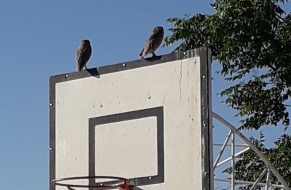 Una familia de lechuzas anidó en una escuela y los alumnos las protegieron e integraron a sus rutinas. Foto: Gentileza Fundación Cullunche.