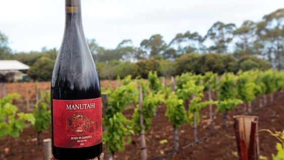El vino Manutahi, que en lenguaje Rapa Nui significa el primer pájaro. Es el primer vino cultivado, cosechado y embotellado en la Isla de Pascua (Chile). EFE