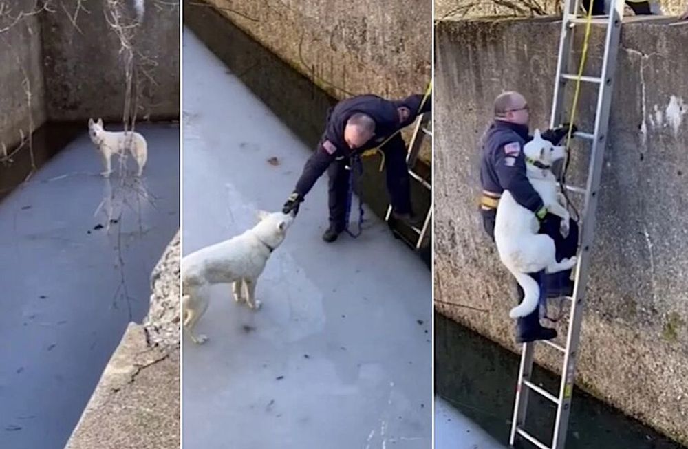 Conmovedor video del rescate a un perro en un lago congelado profundo. Foto: Captura de video