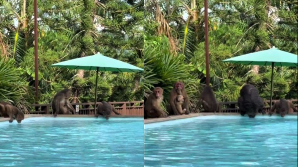 Un joven fue sorprendido por monos mientras se bañaba en una pileta en Tailandia.&nbsp;