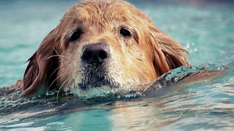 Un perro vio una ballena cerca de la costa y se lanzó al agua para jugar con ella. Ocurrió en Estados Unidos. Gentileza.