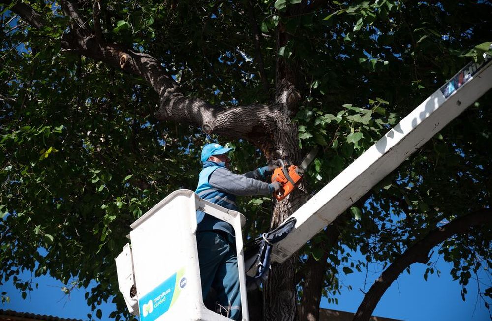 Siguen los trabajos en el arbolado y espacios públicos de la Ciudad