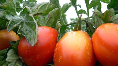 El país donde nunca comen tomate a no ser que venga en un postre