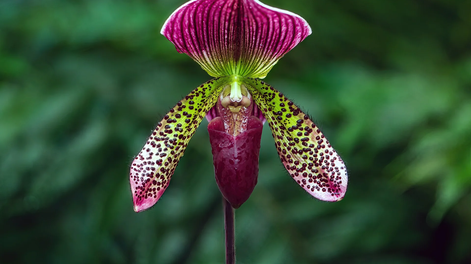 5 plantas raras que parecen sacadas de otro planeta.