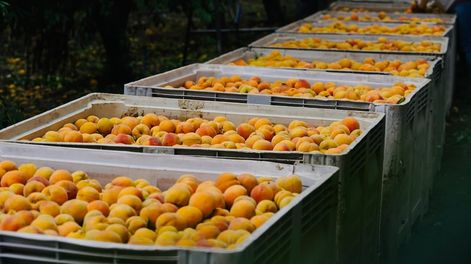 Los Andes | La provincia es la principal productora nacional de durazno para industria, y en los últimos años viene apostando por nuevas variedades y sistemas de cultivo intensivos. Imagen: gentileza Innovafruit.
