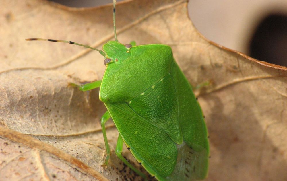 Siguiendo estas acciones dentro de casa se reduce la aparición de estos insectos y se logra un entorno más cómodo durante los meses cálidos.