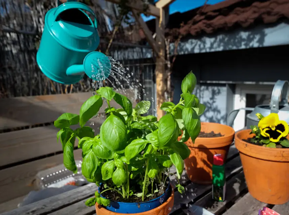 En jard&iacute;n y jardiner&iacute;a, las plantas de albahaca alertan con hojas negras visibles.